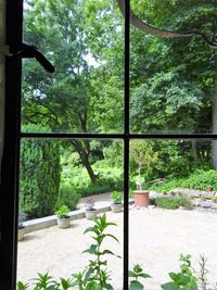 Plants growing on tree