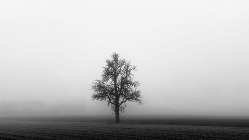 Tree on field against sky