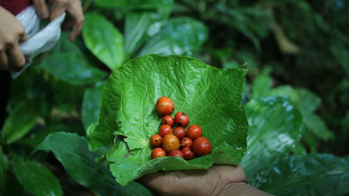 Close-up of red berries growing on plant