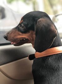 Close-up of dog looking away