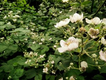 Close-up of white flowers