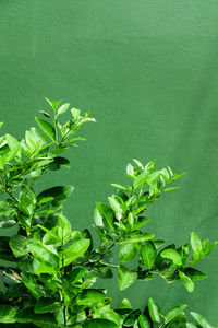 High angle view of plant against green wall