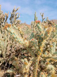 Close-up of cactus plants against sky