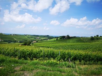 Scenic view of agricultural field against sky