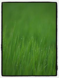 Close-up of water drops on grass