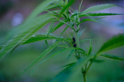 Close-up of insect on plant