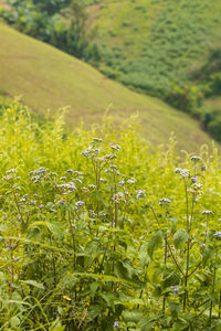 Close-up of flowering plants on field