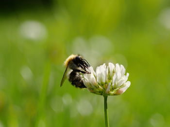 Close-up of bee on clover flower