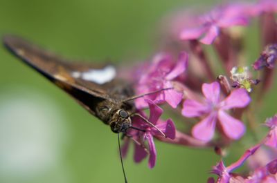 Close-up of butterfly pollinating on pink flower