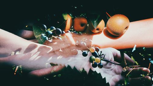 Close-up of hand holding flowers