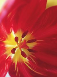 Macro shot of red flower