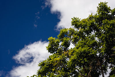 Low angle view of trees against sky