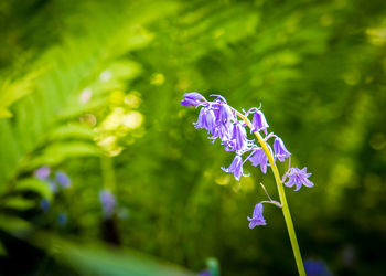 Close-up of purple flowering plant