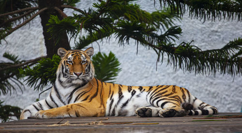 Tiger resting in a zoo