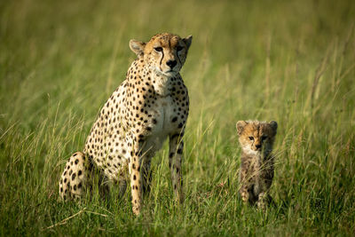 Portrait of cheetah with cub on grass