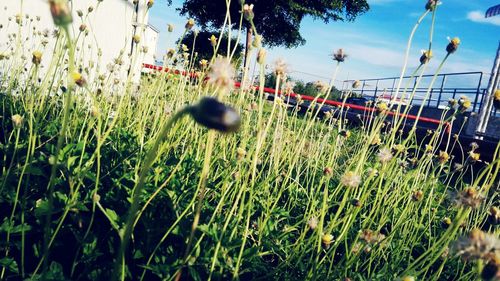 Plants growing on field