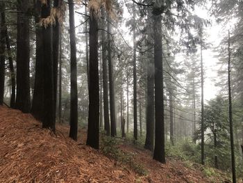 Trees in forest