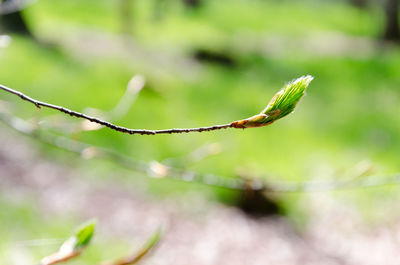 Close-up of leaf