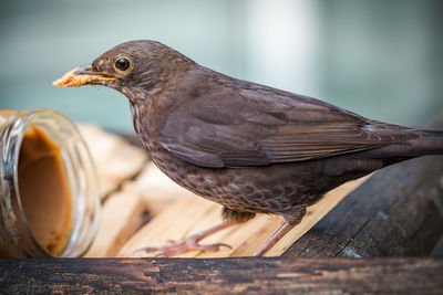 Close-up of bird perching on wood