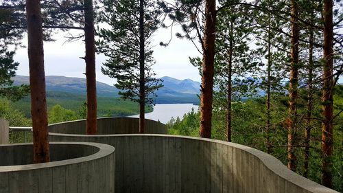 Scenic view of forest against sky