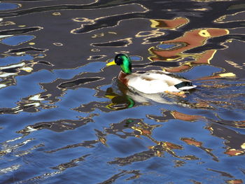 Swan swimming in lake