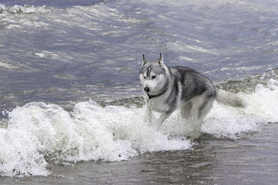 Dog on sea shore