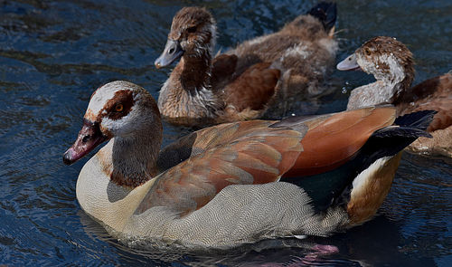 Close-up of duck swimming in lake