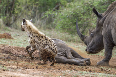 Hyena and rhinoceros on land in forest