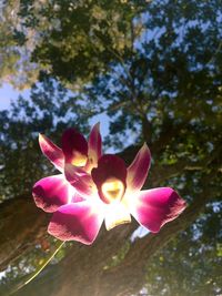 Close-up of orchid