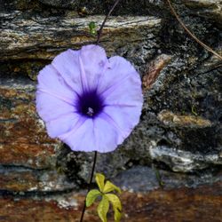 Close-up of purple flower on rock