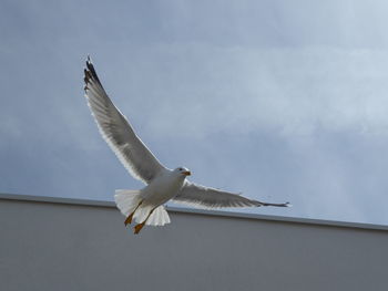 Low angle view of seagull flying