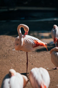 Close-up of birds