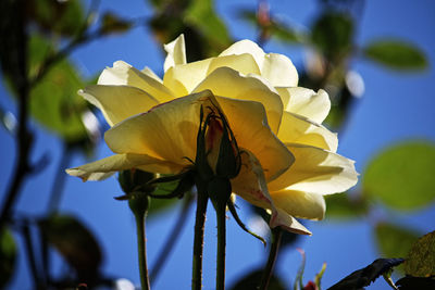Close-up of yellow flowering plant