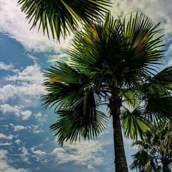 palm tree