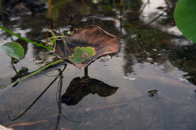 High angle view of dry leaf floating on lake