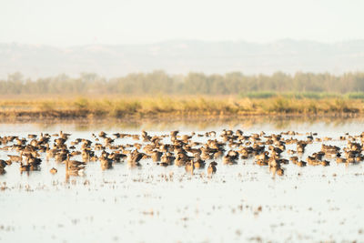 Migrating canada geese rest on lake in california.