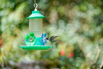 Close-up of a bird feeder