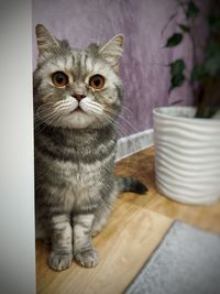 Portrait of cat sitting on table