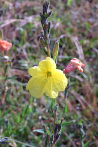 Close-up of yellow flower