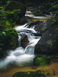 Scenic view of waterfall in forest