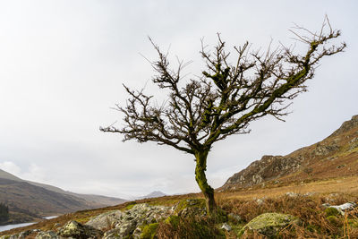 Plant growing on land against sky