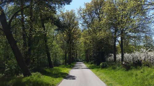 Footpath amidst trees