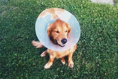 High angle view of golden retriever sitting on grass with protective collar