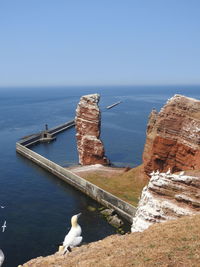 Seagulls by sea against clear sky helgoland