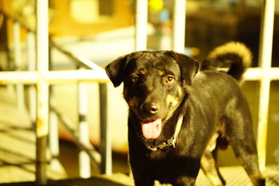 Close-up portrait of dog