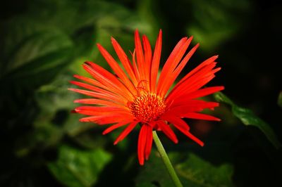 Close-up of red orange flower