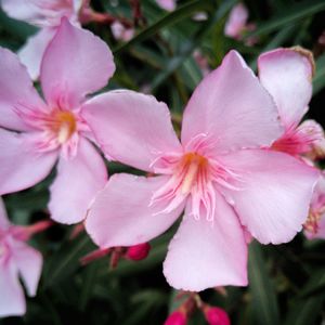 Close-up of pink flowers blooming outdoors