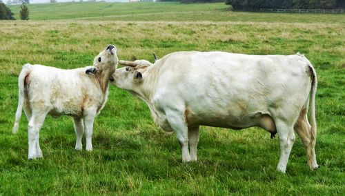 Mother cow looking after her calf in field