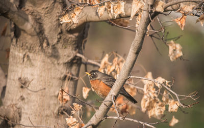 Bird perching on a tree