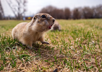 Gopher on the lawn. close-up. portrait of an animal.